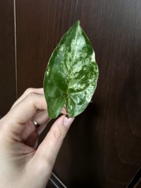 Syngonium albo var.