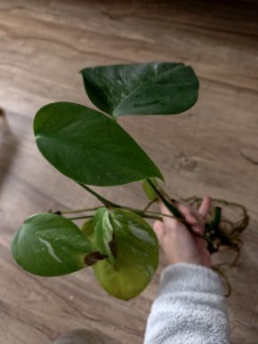 Monstera deliciosa albo variegata 2 řizky - úklid