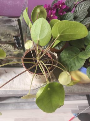 Pilea peperomioides (Ufounka)