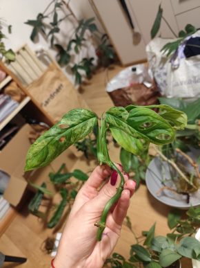 Monstera frozen freckles