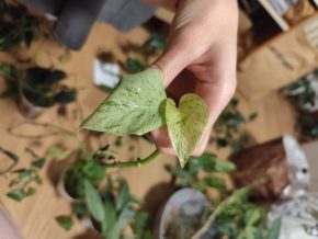 Epipremnum snow queen