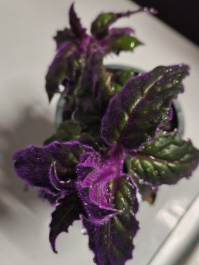 Gynura aurantiaca, dva výhony