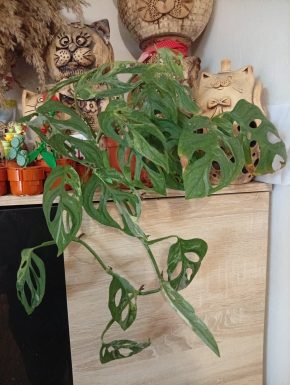 Monstera Indonésian marble