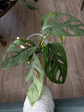 Monstera Mint Adansonia 6 řízků úklid