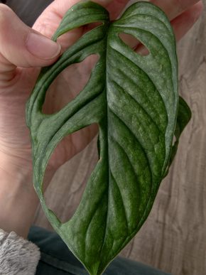 Monstera Mint Adansonia