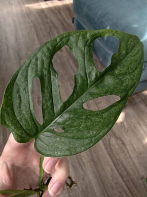 Monstera Mint Adansonia