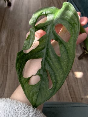 Monstera Mint Adansonia