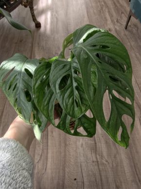 Monstera monkey Adansonia řízky celý kelímek