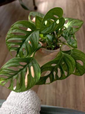 Monstera monkey Adansonia řízky celý kelímek Kopie