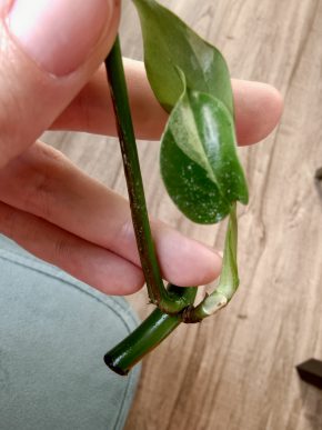 Rhaphidophora tetrasperma albo var. Řízek