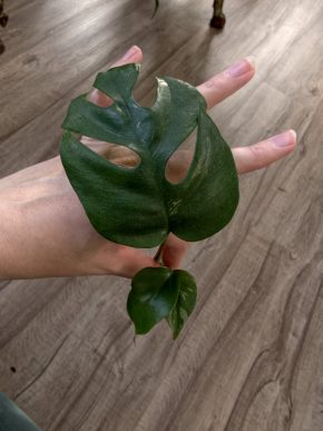 Rhaphidophora tetrasperma albo var. Řízek