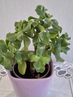Crassula