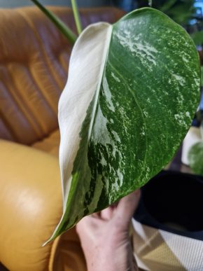 Monstera Deliciosa Variegata