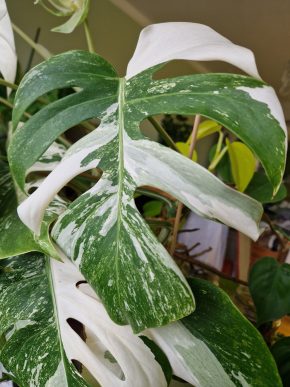 Monstera Deliciosa Variegata - již kořenící řízek