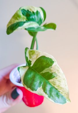 Epipremnum njoy