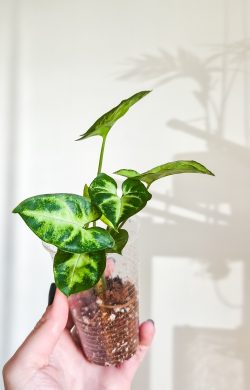 Syngonium pixe