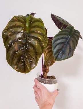 Alocasia red secret