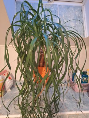 Beaucarnea