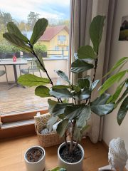 IMG_5085.jpeg