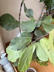 IMG_5087.jpeg