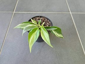 Philodendron Rio