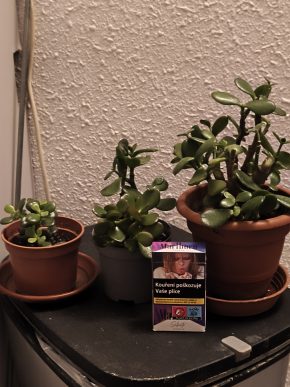 Crassula ovata