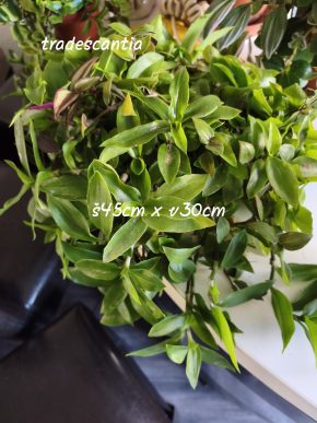 Tradescantia
