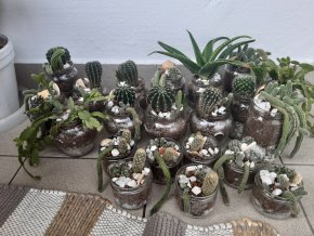 Kaktusové rodinky - väčšie