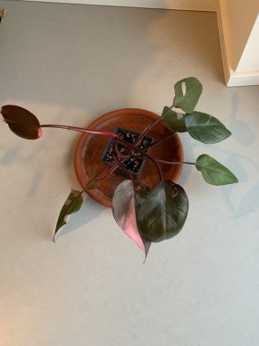 Philodendron Pink Princess (PPP)