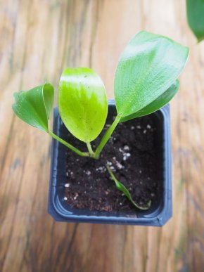 Philodendron birkin - baby