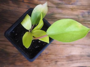 Philodendron malay gold - baby
