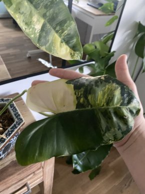 Philodendron burle marx variegata