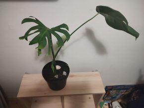 Monstera deliciosa