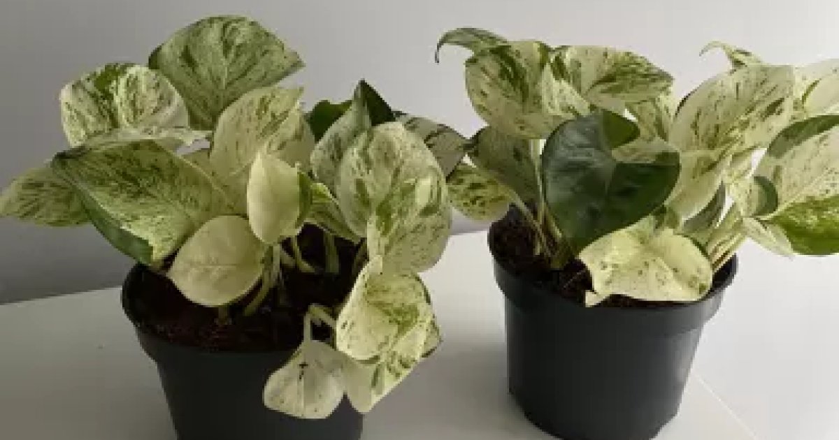 Epipremnum happy leaf | Aukce rostlin