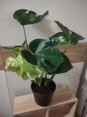 Monstera