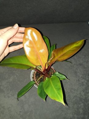 Philodendron Prince of Orange