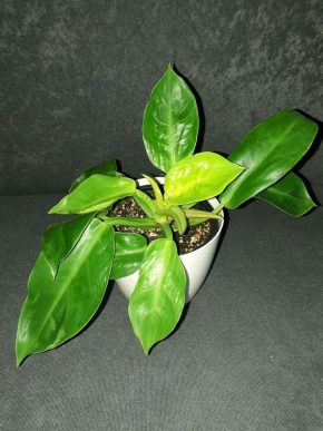 Philodendron moonlight