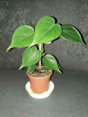 Philodendron hederaceum (scandens)