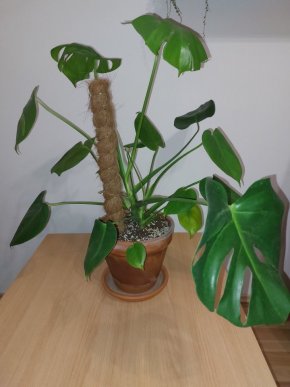 Monstera Deliciosa