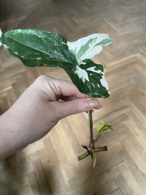 Syngonium Albo Variegata