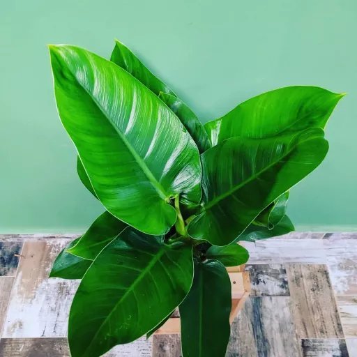 Philodendron Green Imperial | Aukce rostlin