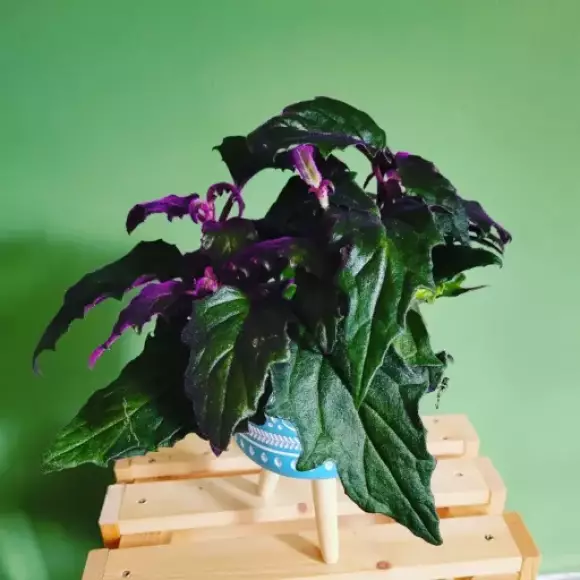 IMG_20230106_193103_727.webp
