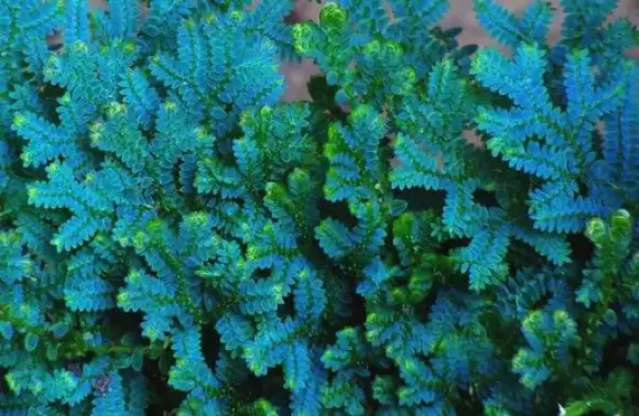Selaginella_uncinata_Photo_by_Gordon_K_A_Dickson_cc-by-nc-sa-2.0.webp