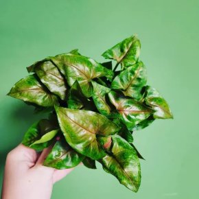 Syngonium Christmas