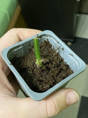 Epipremnum pinnatum variegated - řízek s růstovým bodem