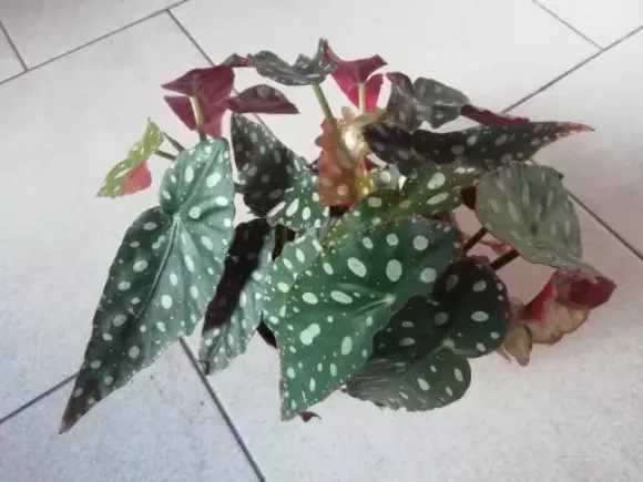 IMG_20230124_082633.webp