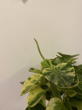 Peperomia obtusifolia variegata