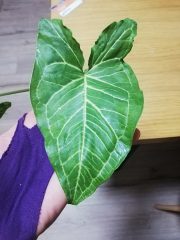 IMG_20230117_192714.jpg