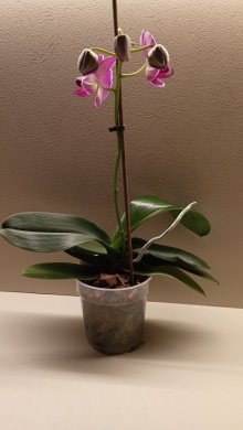 Orchidej fialová barva květu