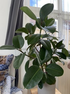 Ficus Elastica